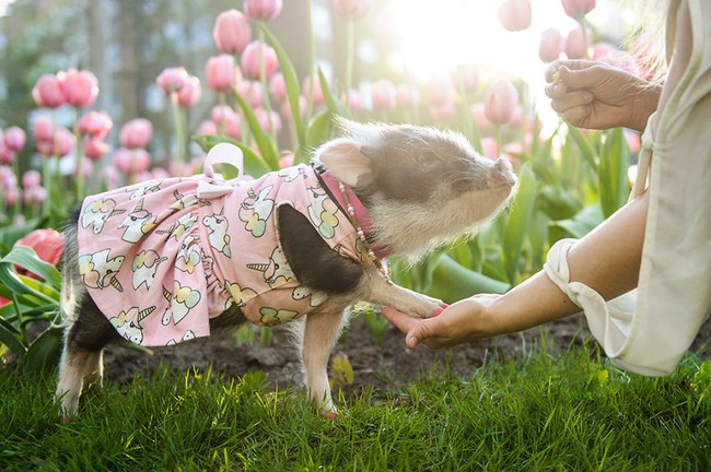 Bộ ảnh chú heo nhỏ dạo chơi giữa vườn hoa tulip khiến người xem muốn &quot;lịm tim&quot; - Ảnh 6.