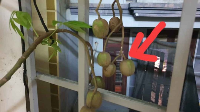 Trót ăn 1 trái cóc cảnh của vợ, ông chồng khổ sở tìm cách thoát tội nhưng chuộc lỗi đỉnh cao thế này thì trường sinh bất lão được rồi - Ảnh 2. Trót ăn 1 trái cóc cảnh của vợ, ông chồng khổ sở tìm cách thoát tội nhưng chuộc lỗi đỉnh cao thế này thì trường sinh bất lão được rồi - Ảnh 2.