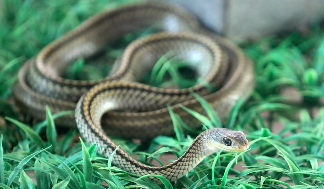 Từng nuôi 3 triệu con rắn mỗi năm, &quot;làng rắn&quot; ở Trung Quốc đang dần thu hẹp và có nguy cơ phải đổi nghề vì COVID-19 - Ảnh 2.