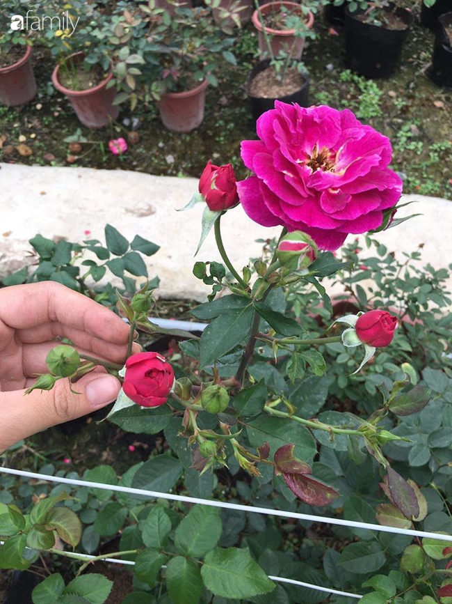 Giữa mùa dịch, hoa hồng 50k/gốc đủ màu hút khách mua cả chục cây về trồng tranh thủ cải tạo ban công vườn nhà - Ảnh 2.