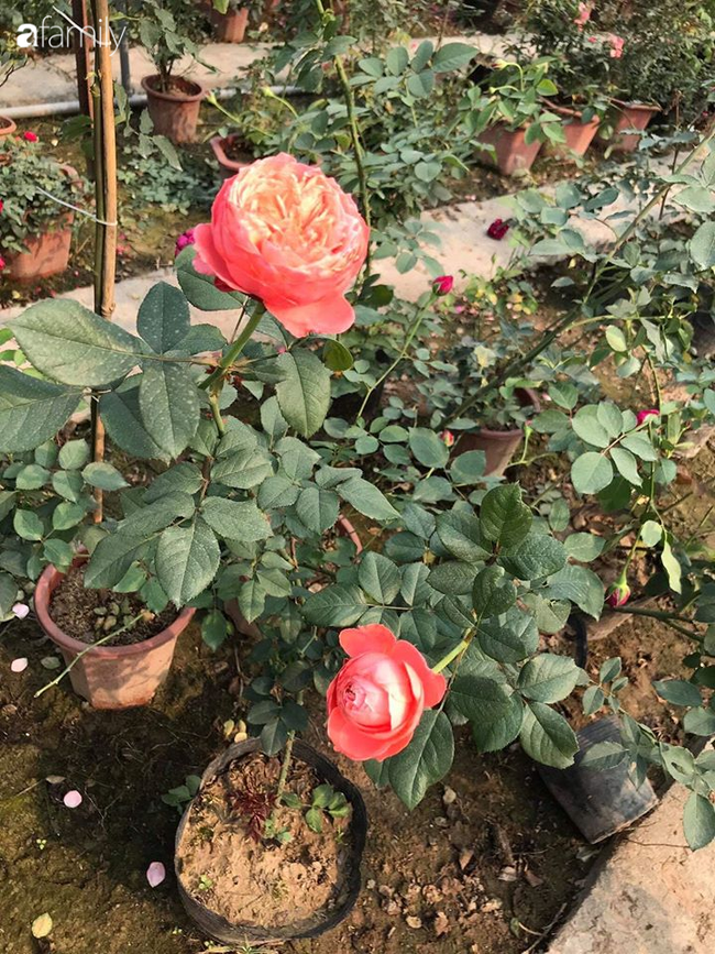 Giữa mùa dịch, hoa hồng 50k/gốc đủ màu hút khách mua cả chục cây về trồng tranh thủ cải tạo ban công vườn nhà - Ảnh 3.