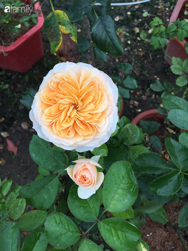 Giữa mùa dịch, hoa hồng 50k/gốc đủ màu hút khách mua cả chục cây về trồng tranh thủ cải tạo ban công vườn nhà - Ảnh 4.