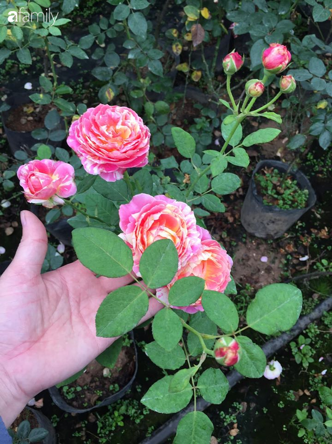 Giữa mùa dịch, hoa hồng 50k/gốc đủ màu hút khách mua cả chục cây về trồng tranh thủ cải tạo ban công vườn nhà - Ảnh 5.