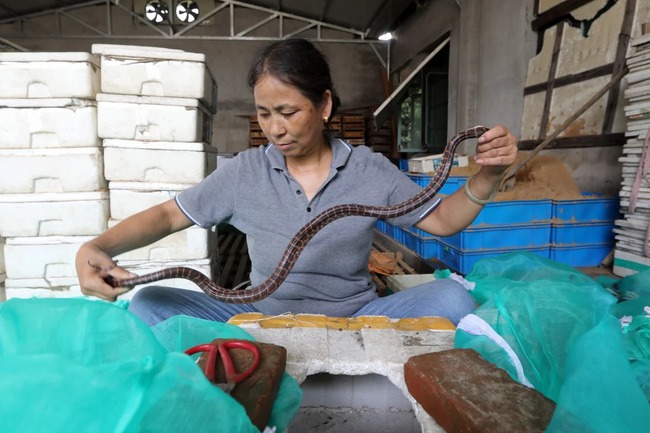 Từng nuôi 3 triệu con rắn mỗi năm, &quot;làng rắn&quot; ở Trung Quốc đang dần thu hẹp và có nguy cơ phải đổi nghề vì COVID-19 - Ảnh 1.