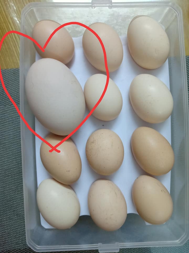 Cô gái ngạc nhiên khi gà mẹ đẻ ra quả trứng &quot;siêu to siêu khổng lồ&quot;, nhưng điều thú vị hơn lại xuất hiện ở màn đập vỡ quả trứng đặc biệt này! - Ảnh 2.