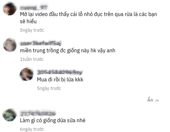 Kỳ lạ trái dừa cho... sữa tại miền Tây đang khiến dân mạng tranh cãi kịch liệt, là có thật hay là câu like? - Ảnh 9.