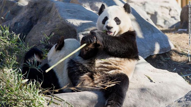 Không có đủ tre tươi, vườn thú Canada phải trả 2 con gấu trúc về Trung Quốc - Ảnh 1.