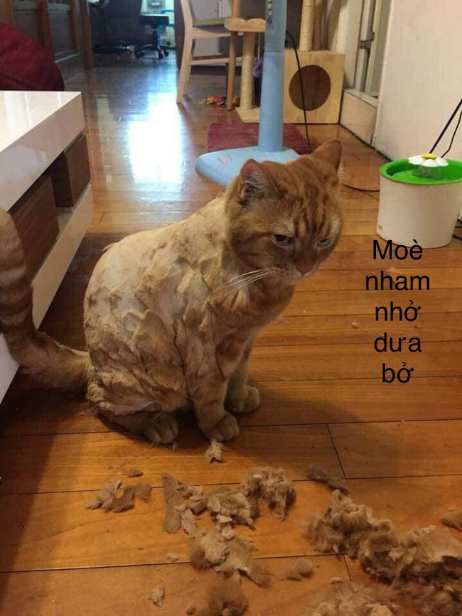 Những màn spa cho hoàng thượng cười ra nước mắt: Từ phong cách "mèo ruộng bậc thang" cho đến "mèo nửa hồn thương đau" - Ảnh 9. Những màn spa cho hoàng thượng cười ra nước mắt: Từ phong cách "mèo ruộng bậc thang" cho đến "mèo nửa hồn thương đau" - Ảnh 9.