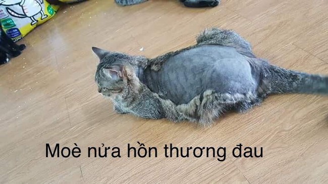 Những màn spa cho hoàng thượng cười ra nước mắt: Từ phong cách "mèo ruộng bậc thang" cho đến "mèo nửa hồn thương đau" - Ảnh 6. Những màn spa cho hoàng thượng cười ra nước mắt: Từ phong cách "mèo ruộng bậc thang" cho đến "mèo nửa hồn thương đau" - Ảnh 6.