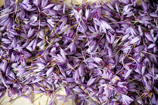 Cận cảnh quá trình thu hoạch saffron - thứ gia vị đắt nhất thế giới được mệnh danh “vàng đỏ“ có giá hàng tỷ đồng 1kg, từng được Nữ hoàng Ai Cập dùng để dưỡng nhan - Ảnh 5.