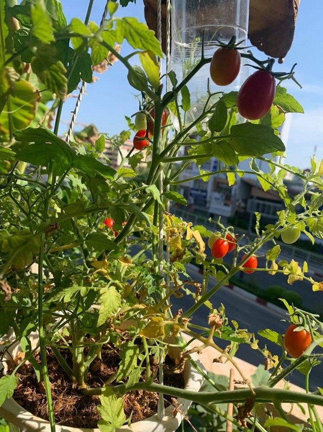 Cận cảnh món ăn tại quán cơm mới khai trương của danh hài Trường Giang, khách thích thú với vườn rau sạch trồng ngay trên sân thượng - Ảnh 11.