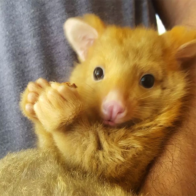 Phòng khám Úc giải cứu thành công "Pikachu đời thực" - Ảnh 8. Phòng khám Úc giải cứu thành công "Pikachu đời thực" - Ảnh 8.