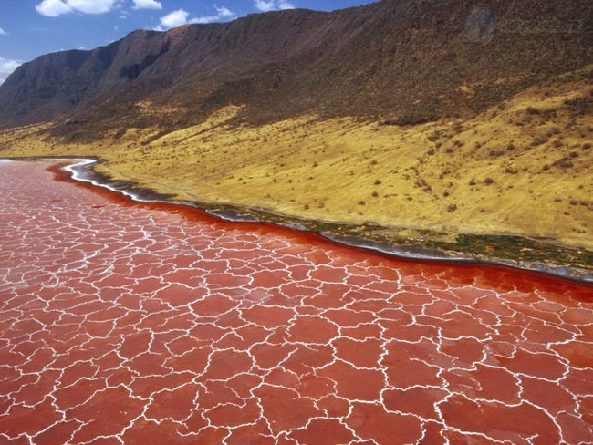 Hồ nước đỏ như máu tưởng đẹp nhưng lại là &quot;mồ chôn tập thể&quot; có thể biến loạt sinh vật biến thành tượng đá - Ảnh 2.