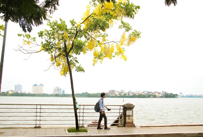 Muồng hoàng yến níu trải dọc bên bờ Hồ Tây, sắc vàng nhuộm nắng gợi nhớ những rung động của mùa hè năm tuổi đôi mươi ấy - Ảnh 3.