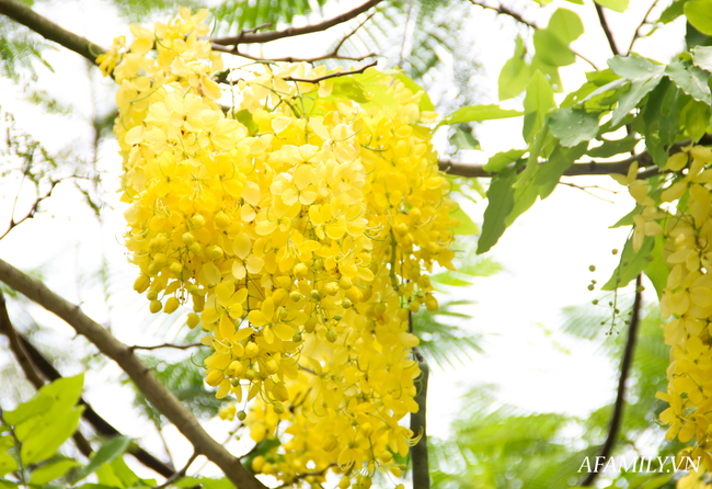 Muồng hoàng yến níu trải dọc bên bờ Hồ Tây, sắc vàng nhuộm nắng gợi nhớ những rung động của mùa hè năm tuổi đôi mươi ấy - Ảnh 1.