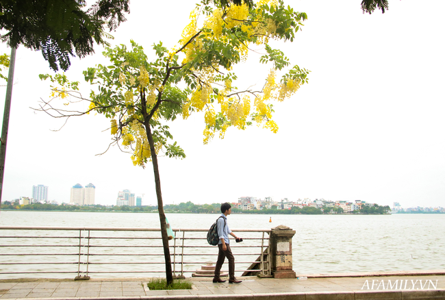 Muồng hoàng yến níu trải dọc bên bờ Hồ Tây, sắc vàng nhuộm nắng gợi nhớ những rung động của mùa hè năm tuổi đôi mươi ấy - Ảnh 3.