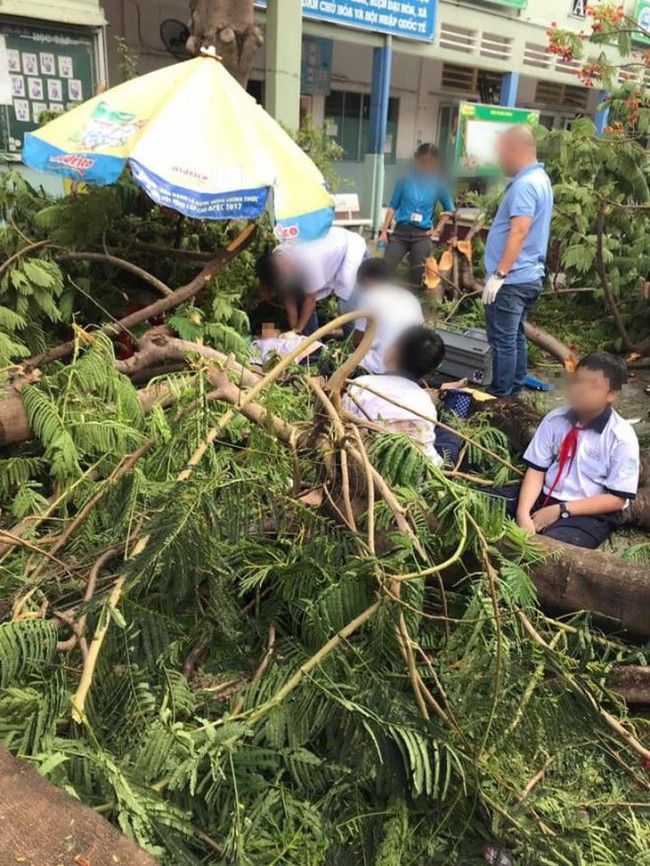 Hiện trường ngổn ngang vụ cây phượng bật gốc đè trúng 13 học sinh, 1 em tử vong tại bệnh viện - Ảnh 2.