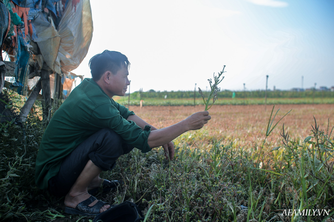 Hà Nội: Trên cánh đồng rau bạc trắng, người nông dân khóc ròng vì mất trắng vụ rau do sâu tơ phá hoại - Ảnh 11.