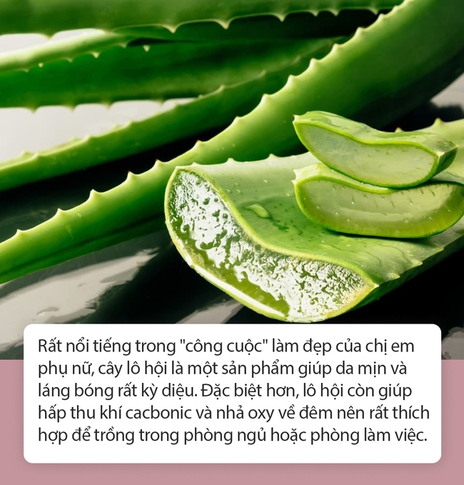 Những phụ nữ da dẻ hồng hào, ít mất ngủ và “miễn dịch” ung thư thường trồng 15 loại cây cảnh này trong nhà: Học hỏi ngay để khỏe đẹp hơn - Ảnh 5.