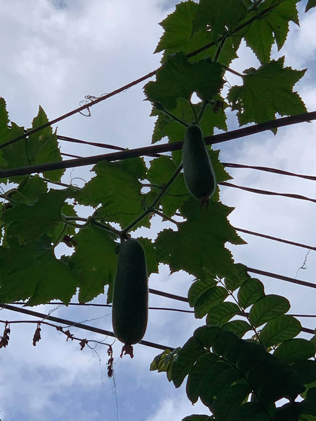 Cây bí nhà trồng nhưng lại mọc trĩu quả trên cột điện, người chủ ngán ngẩm khi chăm bao lâu đến ngày hái quả thì chỉ biết đứng nhìn trong vô vọng - Ảnh 3.