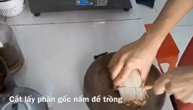 Mua nấm kim châm về ăn mà giữ lại gốc, chàng trai tái sử dụng để trồng khiến ai cũng sửng sốt với thành quả - Ảnh 4.