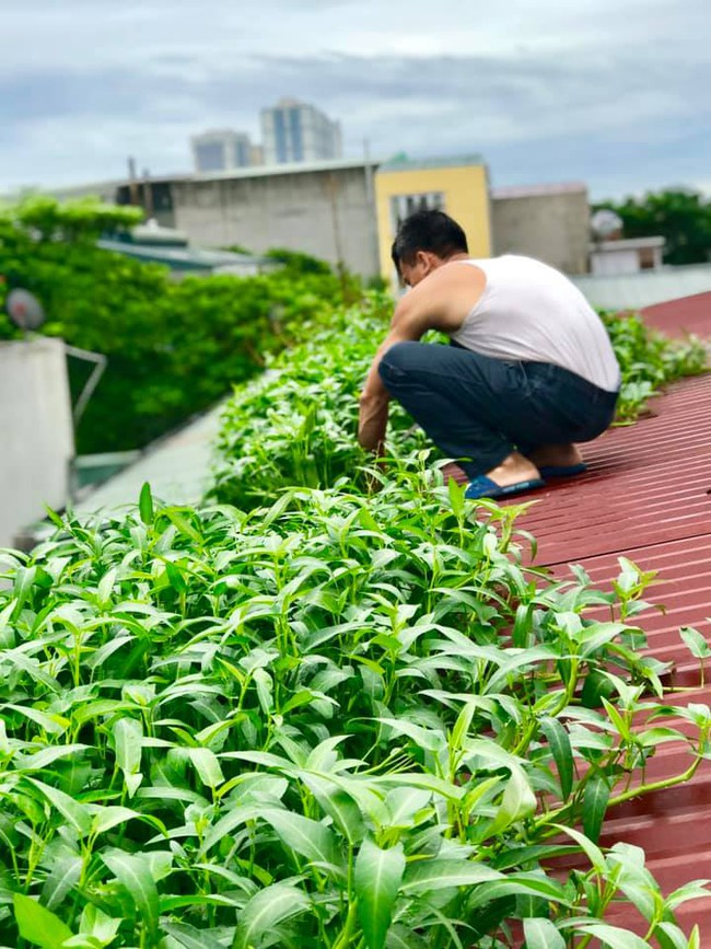 Tận dụng máng nước trên nóc nhà để trồng muống, bà nội trợ xa xứ có ngay vườn rau xanh - sạch ăn quanh năm - Ảnh 3.