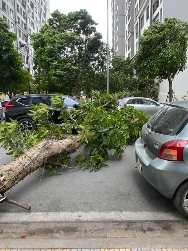 Hà Nội: Cây xanh bật gốc đè trúng ô tô đang chạy trên đường giữa cơn mưa giông bất chợt - Ảnh 3.