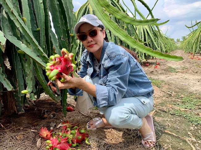 Thân Thúy Hà xuống tận vườn hái thanh long. Thân Thúy Hà xuống tận vườn hái thanh long.