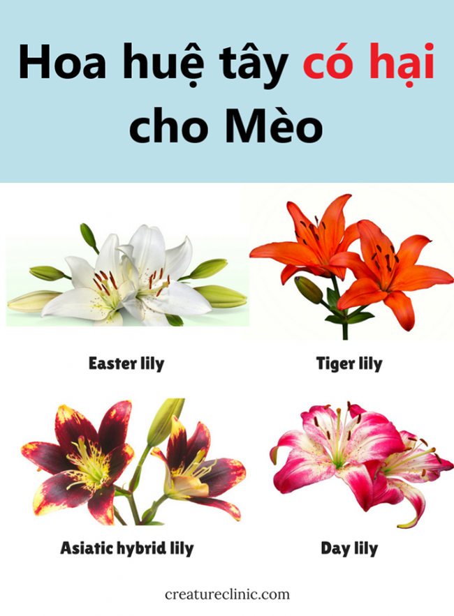 Mèo suýt &quot;chầu Diêm Vương&quot; khi nô nghịch với những bông hoa huệ tây - Ảnh 3.