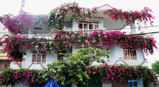 Những &quot;ngôi nhà hoa giấy&quot; phiên bản đời thực ở Việt Nam đẹp rụng rời, nhìn xong chẳng ước  - Ảnh 11.