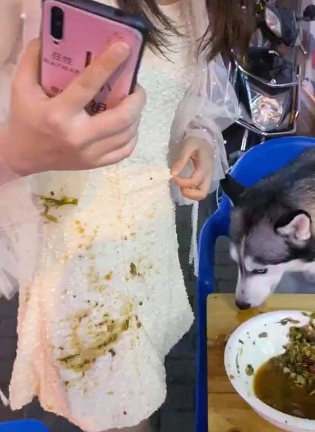 Chú chó Husky đi ăn cùng chủ nhưng chạy sang bàn bên đòi ngồi cùng gái xinh, còn giở trò &quot;ăn cháo đá bát&quot; khiến cô gái khóc thét - Ảnh 4.