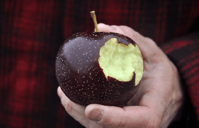 Giống táo kim cương đen vừa ngon vừa lạ, ngọt hơn 35% táo đỏ mà lại không gây tăng cân - Ảnh 3.
