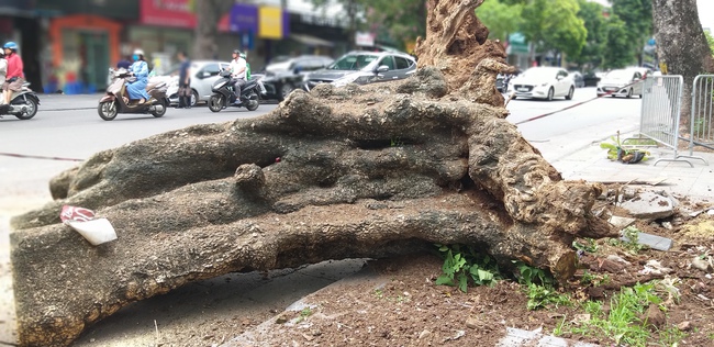 Hà Nội: Đốn hạ một cây xanh cổ thụ khổng lồ có thể đổ bất kỳ lúc nào trên đường Bà Triệu - Ảnh 4.