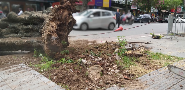 Hà Nội: Đốn hạ một cây xanh cổ thụ khổng lồ có thể đổ bất kỳ lúc nào trên đường Bà Triệu - Ảnh 2.