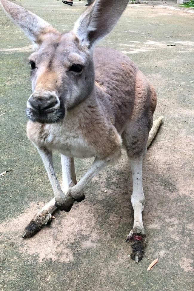 Phẫn nộ với hàng loạt Kangaroo trong sở thú Trung Quốc bị thương vong vì những hành động thiếu ý thức của du khách - Ảnh 1.