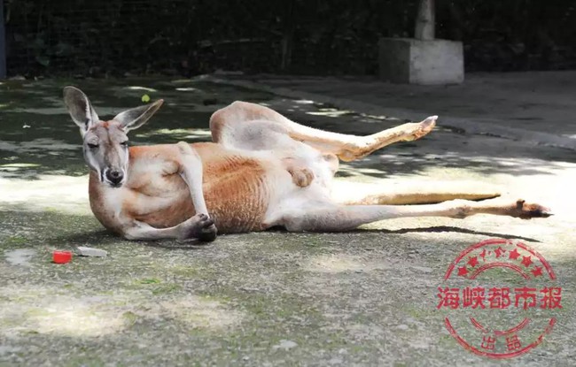 Phẫn nộ với hàng loạt Kangaroo trong sở thú Trung Quốc bị thương vong vì những hành động thiếu ý thức của du khách - Ảnh 2.