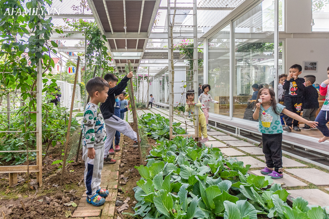 Mê đắm ngôi trường mầm non độc lạ ở Hạ Long: Học sinh chạy nhảy sờ ngắm các loại cây, đi học mà như đi khu du lịch sinh thái - Ảnh 26.