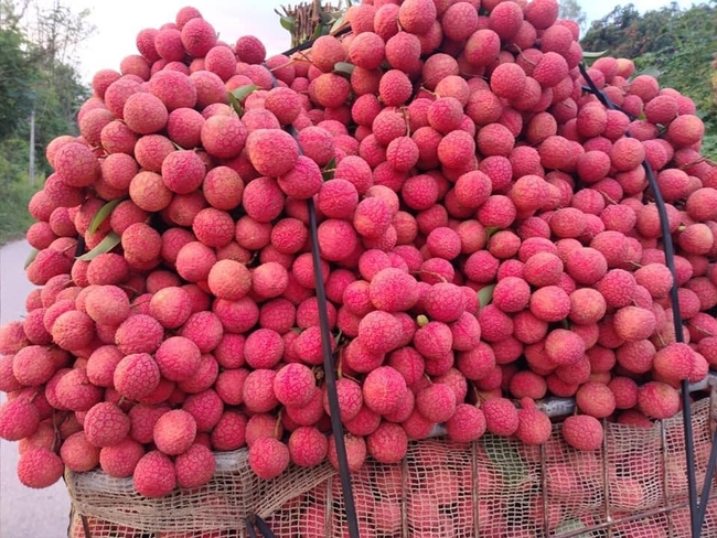 Dân mạng Việt khoe những trái vải thiều đầu tiên bán trong siêu thị Nhật, 120k/ 7 quả vẫn hết sạch 2 tấn chỉ trong 1 ngày - Ảnh 1.