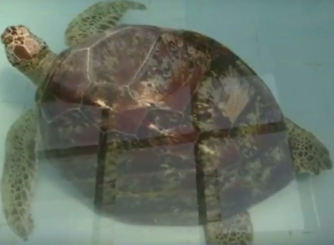 Con rùa không thể bơi dưới nước, các bác sĩ siêu âm và phát hiện sự thật đáng sợ, kết cục càng khiến mọi người không khỏi xót xa - Ảnh 2.