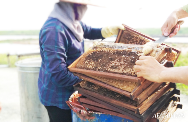 Thu nhập khủng nhờ nuôi ong lấy mật từ loài hoa tự nhiên không ai ngờ tới ở Ninh Bình - Ảnh 5.