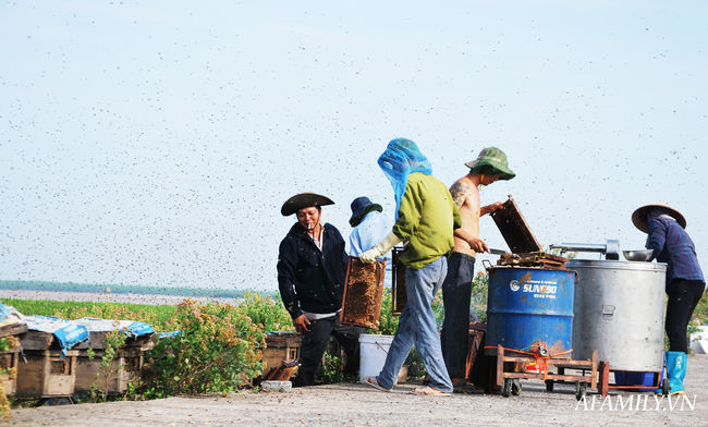 Thu nhập khủng nhờ nuôi ong lấy mật từ loài hoa tự nhiên không ai ngờ tới ở Ninh Bình - Ảnh 6.
