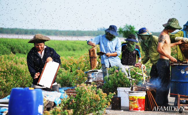 Thu nhập khủng nhờ nuôi ong lấy mật từ loài hoa tự nhiên không ai ngờ tới ở Ninh Bình - Ảnh 10.
