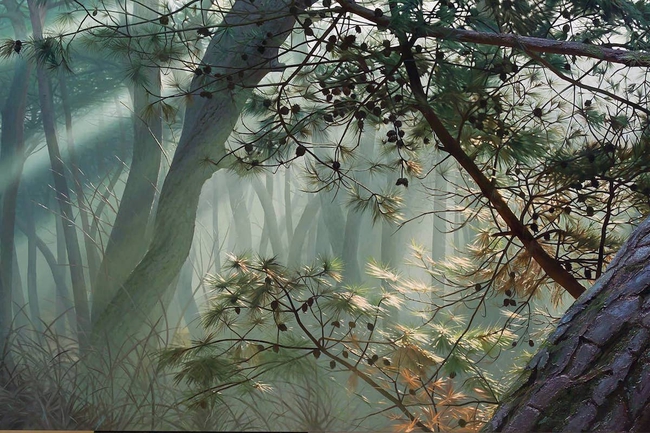 Hình ảnh cánh rừng xanh ngát xanh đem lại cảm giác yên bình khó tả nhưng ẩn chứa đằng sau đó là sự thật khiến ai cũng phải &quot;nổi da gà&quot; - Ảnh 7.