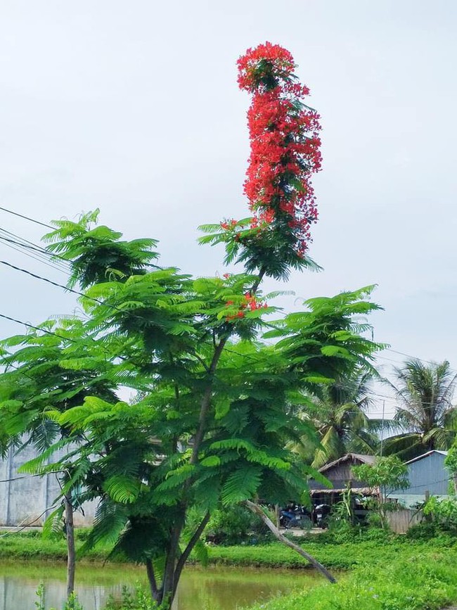 Dân mạng trầm trồ trước chùm phượng vĩ siêu đẹp nhưng lại nở &quot;1 mình 1 kiểu&quot; chẳng giống ai - Ảnh 2.