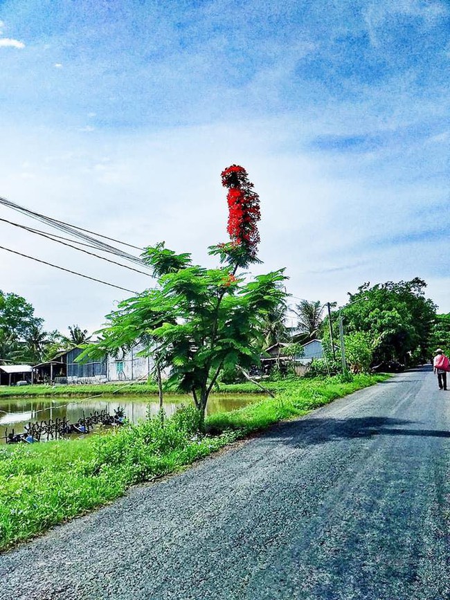 Dân mạng trầm trồ trước chùm phượng vĩ siêu đẹp nhưng lại nở &quot;1 mình 1 kiểu&quot; chẳng giống ai - Ảnh 3.