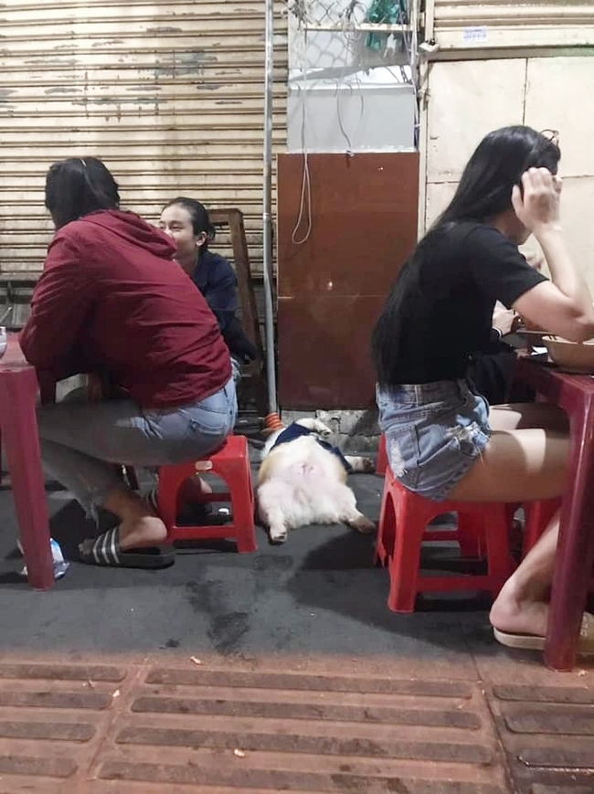 Chú chó Corgi nổi tiếng nhất mạng xã hội Việt vì tài ngủ 23 tiếng/ ngày, chỗ nào cũng bất chấp lăn ra ngáy - Ảnh 14.