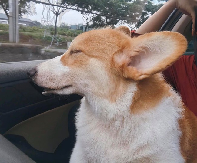 Chú chó Corgi nổi tiếng nhất mạng xã hội Việt vì tài ngủ 23 tiếng/ ngày, chỗ nào cũng bất chấp lăn ra ngáy - Ảnh 10.