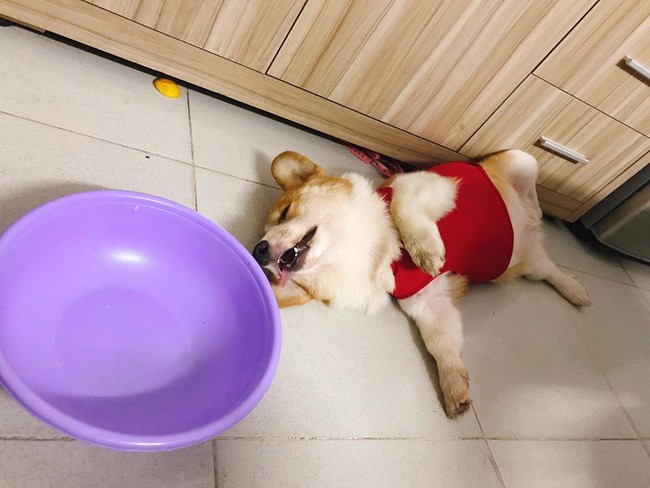Chú chó Corgi nổi tiếng nhất mạng xã hội Việt vì tài ngủ 23 tiếng/ ngày, chỗ nào cũng bất chấp lăn ra ngáy - Ảnh 7.