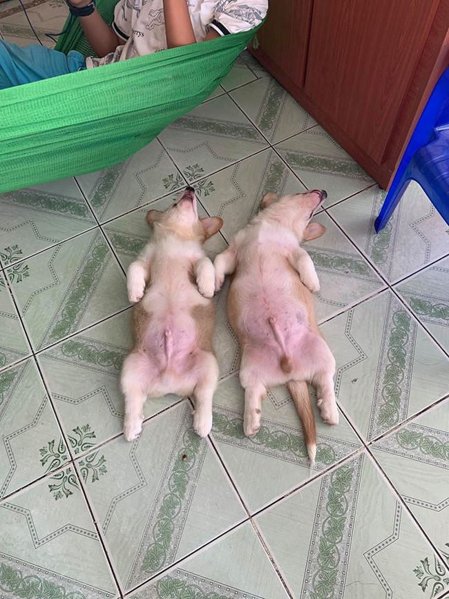 Chú chó Corgi nổi tiếng nhất mạng xã hội Việt vì tài ngủ 23 tiếng/ ngày, chỗ nào cũng bất chấp lăn ra ngáy - Ảnh 4.