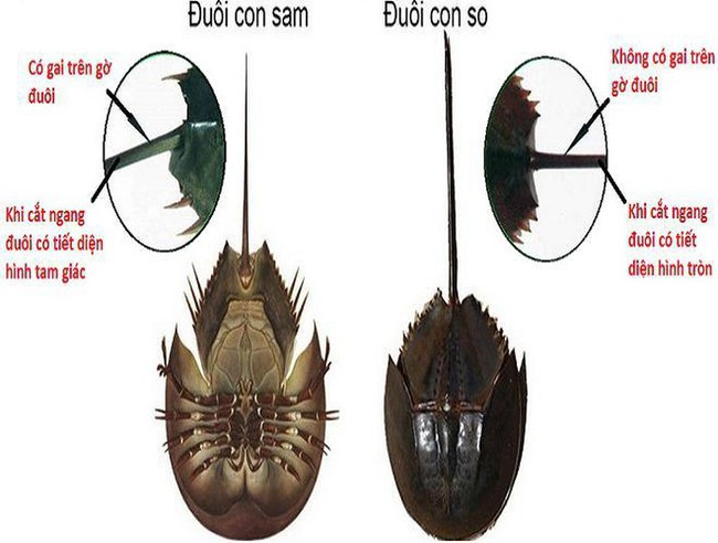 Tử vong nhanh chóng nếu ăn nhầm phải So biển: Cách phân biệt Sam biển và So biển - Ảnh 2.